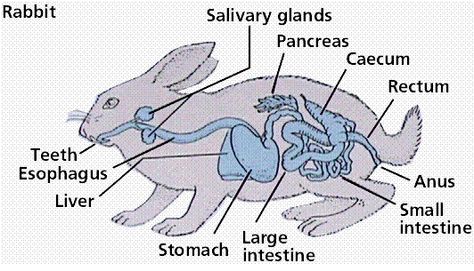 This shows other animals like a rabbits digestive system. Animal Digestive System, Digestive System Parts, Rabbit Anatomy, Digestive System Diagram, Rabbit Health, Cell Diagram, Rabbit Diet, Salivary Gland, The Digestive System