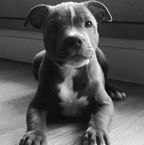 GENTLEMAN'S ESSENTIALS Staffordshire Terriers, American Staffordshire Terrier, American Staffordshire, Staffordshire Bull Terrier, Pitbull Puppies, Staffordshire Terrier, Pit Bulls, Pitbull Dog, Terrier Dog