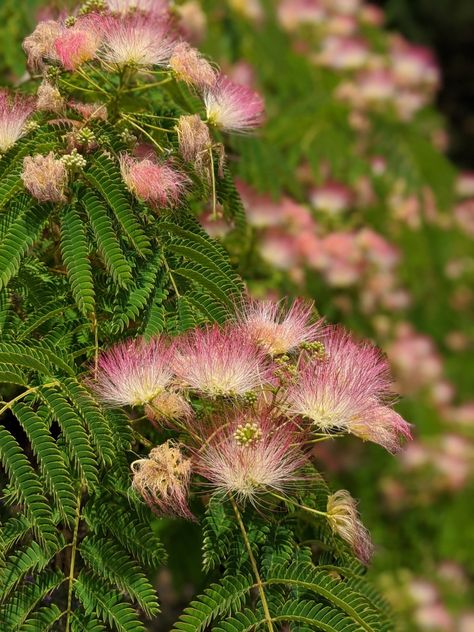 Albizia julibrissin, Persian silk tree Persian Silk Tree, Albizia Julibrissin, Silk Tree, Tree Tattoo, Pretty Flowers, Persian, Trees, Silk, Tattoos