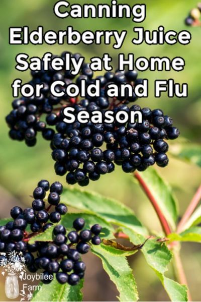 Canning elderberry juice safely at home using water bath canning methods requires the addition of an acid like lemon juice or citric acid. Elderberry juice is the basis of elderberry syrup, elderberry jelly, and elderberry cough drops. Canning Methods, Elderberry Jelly, Elderberry Syrup Recipe, Infused Vinegars, Elderberry Juice, Elderberry Recipes, Herbal Education, Food Preserving, Foraging Recipes