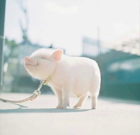 via: Mini Pig Teacup Pig, Small Pigs, Cute Piglets, Cute Piggies, Baby Animals Pictures, Pet Pigs, Baby Pigs, Baby Animals Funny