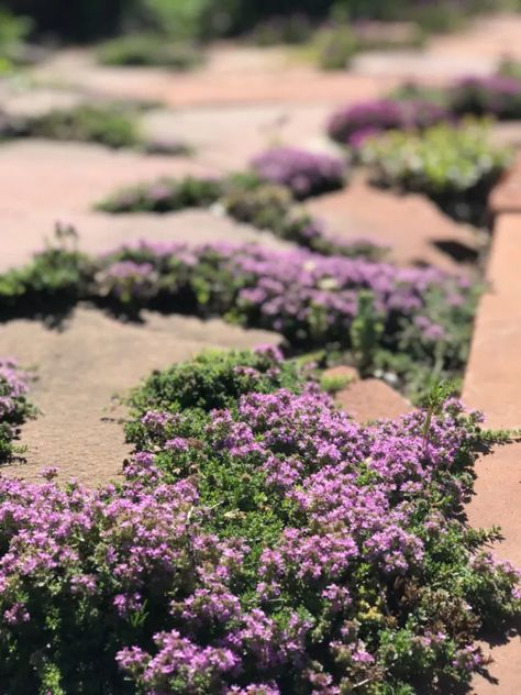 10 Ground Covers to Grow Between Patio Pavers and Stone Paths Drought Tolerant Parking Strip, Best Plants For Utah Front Yards, Park Strip Landscaping Ideas Utah, Park Strip Landscaping Utah, Utah Gardening, Red Creeping Thyme, Thyme Flower, Creeping Thyme, Curtain Holder