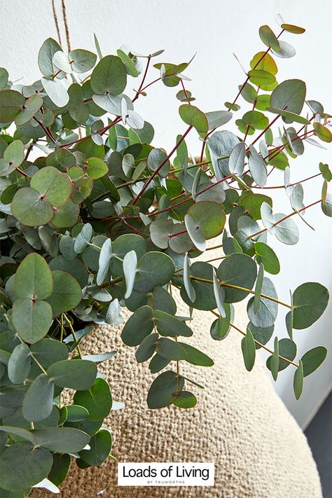 Decor Tip: Lots of penny gum leaves are a 'trendy' alternative to traditional flowers 🌿 Gum Leaves Table Decorations, Home Flowers, Leaf Table, Design Reference, Living Decor, Flower Drawing, Front Yard, Gum, No. 2