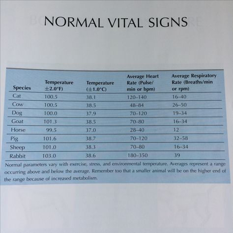 Normal vital signs in animals from Tasks for the Veterinary Assistant Vital Signs Chart, Veterinary Technician Student, Normal Vital Signs, Vet Science, Veterinarian Assistant, Vet Tech Humor, Veterinarian Technician, Vet Tech School, Vet Notes