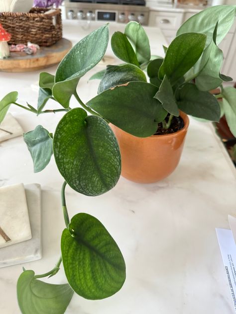 Satin Pothos, Jade, Satin, Plants