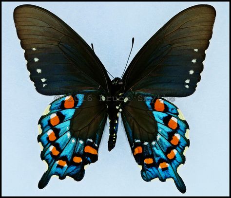 Battus Philenor(Pipevine Swallowtail) -Male -Verso -Arizona, USA -(3 in wingspan). These butterflies can be found in North America and Central America. The larvae feed on plants within the genus Aristolochia(commonly known as Pipevine plants) which makes the larvae and the butterflies poisonous. This butterfly has bright colors to warn predators that it is poisonous, which is called aposematism. Because this butterfly is poisonous many non-poisonous butterflies mimic it, which is called Bate Pipevine Swallowtail Butterfly Tattoo, Poisonous Butterflies, Poison Butterfly, Pipevine Swallowtail Butterfly, Moth Photos, Spicebush Swallowtail, Pipevine Swallowtail, Eastern Tiger Swallowtail, Real Butterflies