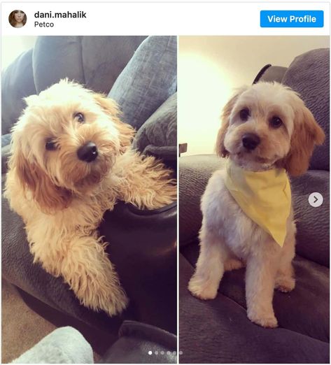 Cavapoo Haircut Styles, Cavapoo Haircut, Cavapoo Full Grown, Teddy Bear Doodle, Cavachon Dog, Puppy Haircut, Cavapoo Dogs, Cavapoo Puppy, Dog Grooming Styles