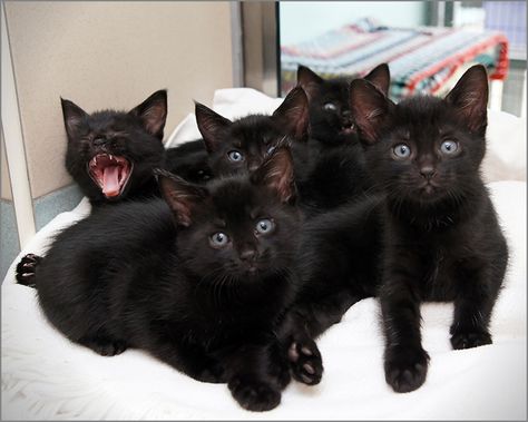 Pinterest: ρσяcєℓαιиIV Black Kittens, Cats Paw, Adorable Kittens, Amazon Shop, Black Kitten, Cats Kittens, Pretty Cats, Black Cats, Crazy Cat Lady