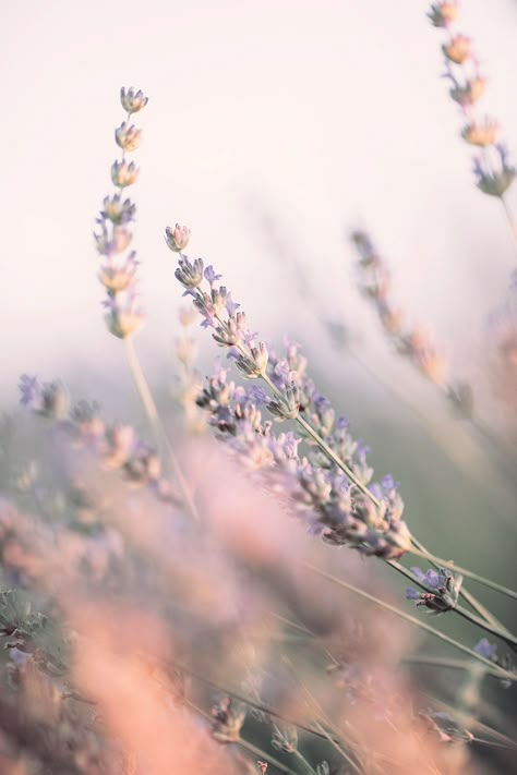 Lavender Mood Board Aesthetic, Lavender Asthetics Photos, Lavender Plant Aesthetic, Lavender Mood Board, Soft Lavender Aesthetic, Lavender Branding, Lavanda Aesthetic, When To Plant Lavender, Lavender Moodboard