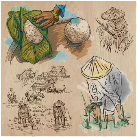 Rice crop. Agriculture. An hand drawn vector set. stock illustration Rice Farming Illustration, Agriculture Sketch, Agriculture Drawing, Agriculture Illustration, Crop Production And Management, Rice Illustration, Rice Crop, Agriculture Design, Hand Ball