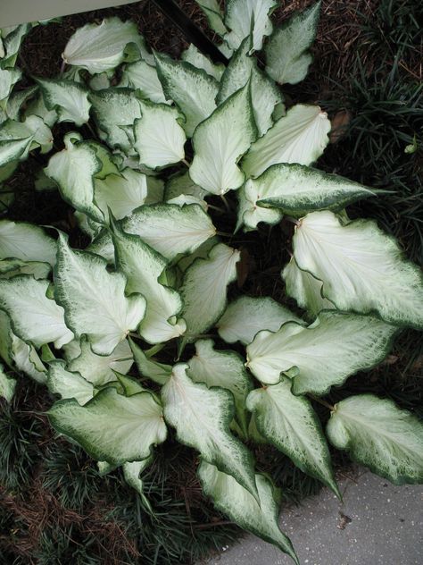 White Caladium, Beautiful Friday, Zone 10, Plant Guide, Garden Bulbs, Moon Garden, Elephant Ears, White Gardens, Pretty Plants