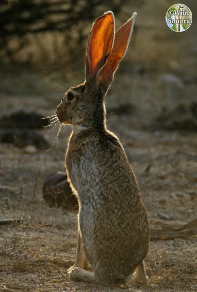 Hare Images, Rabbit Pose, Homesteading Animals, Wild Hare, Beautiful Wildlife, Rabbit Charm, Jack Rabbit, Rabbit Art, Sonoran Desert