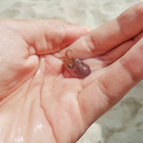 A baby squid I found in Kallithea, Greece Albino Hedgehog, Big Squid, Baby Platypus, Baby Squid, Baby Fruit, Big Teeth, Carolina Girl, Marine Ecosystem, Food Source