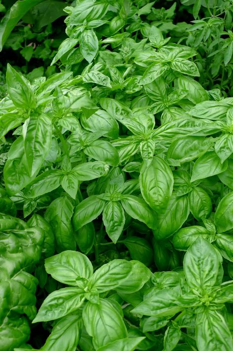 Sweet Basil Plant, Garden Apothecary, Aromatic Garden, Dream Fridge, Basil Garden, Counting Blessings, Fig Varieties, Easy Herbs To Grow, Basil Herb