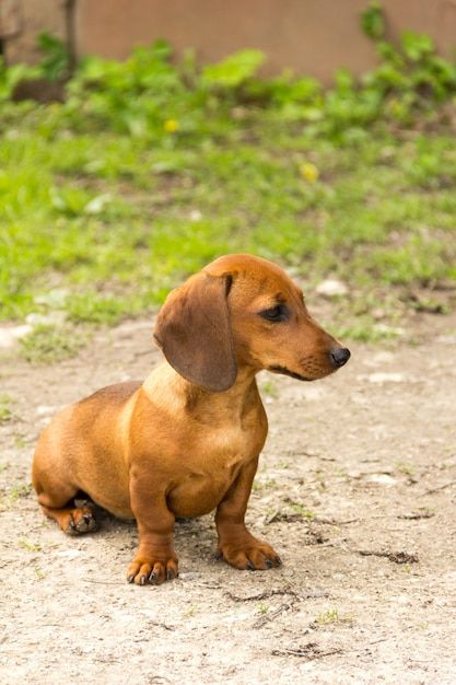 Le Teckel, Le Chien De Saucisse Ou Le Ch... | Premium Photo #Freepik #photo #petit-chien #chiot #chiot-mignon #chien Wire Fox Terrier Puppies, Fox Terrier Puppy, Wire Fox Terrier, Terrier Puppies, Fox Terrier, Premium Photo, Puppies, Collage, Animals