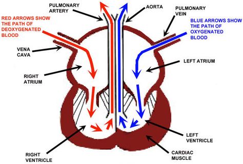 The Heart Diagram, Superior Vena Cava, How To Lower Cholesterol, Tricuspid Valve, Heart Diagram, Lower Cholesterol Naturally, To Lower Cholesterol, Arrow Show, Biology Notes