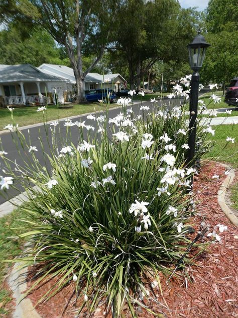 Florida Plants Landscaping, African Iris, Florida Landscaping, Florida Plants, North Garden, Commercial Landscaping, Mediterranean Garden, Home Landscaping, Backyard Fences