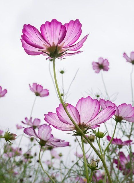 Free Image on Pixabay - Cosmos, Plants, Flowers, Purple Flower Puns, Cosmos Plant, Flower Reference, August Birth Flower, Cosmos Flowers, Flower Meanings, Flower Inspiration, Arm Tattoos, Airbrush Art