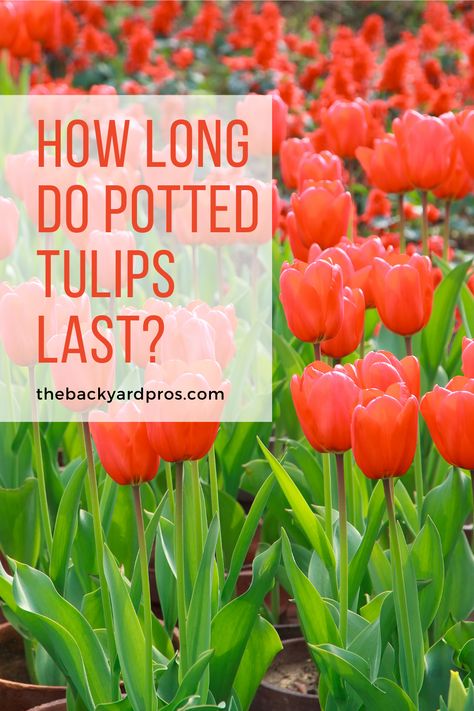 Potted Tulips, Tulip Care, When To Plant Tulips, Planting Tulips, Planting Pots, Plant Hacks, Tulip Bulbs, House Yard, Red Tulips