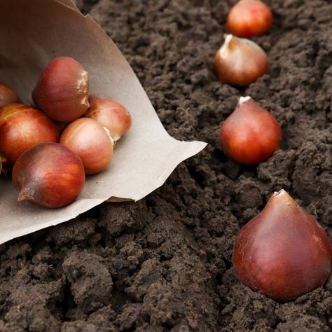 Planting Tulips In The Fall, Strawberry Jam Recipe With Honey, Plant Tulips, Apple Butter Crock Pot, Slow Cooker Apple Butter, Apple Butter Recipe, Homemade Apple Butter, Planting Tulips, Fall Bulbs