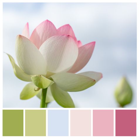 Lotus Flower Interior Design, Lotus Colour Palette, Lotus Flower Color Palette, Lotus Color Palette, White And Pink Color Palette, Blossom Color Palette, Flower Colour Palette, Lotus Flower Colors, Lotus Flower Images