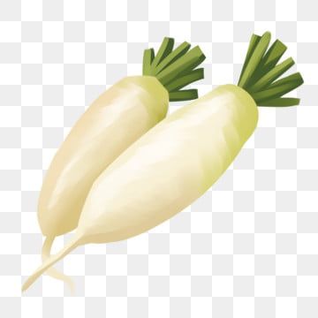 white radish,illustration,food ingredients,vegetables,white radish,vegetables clipart Radish Drawing, Radish Cartoon, Radish Illustration, Ice Cream Plating, White Radish, Vegetable Cartoon, Importance Of Food, Radish Salad, Pickled Radishes