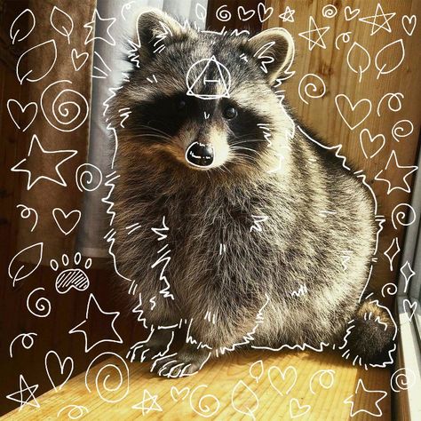 Raccoon And Possum Matching Pfp, Raccoon Mask Therian, Raccoon Therian Mask, Therian Raccoon, Racoon Therian, Mask Ideas Drawing, Raccoon Therian, Animal Pfps, Therian Mask Ideas