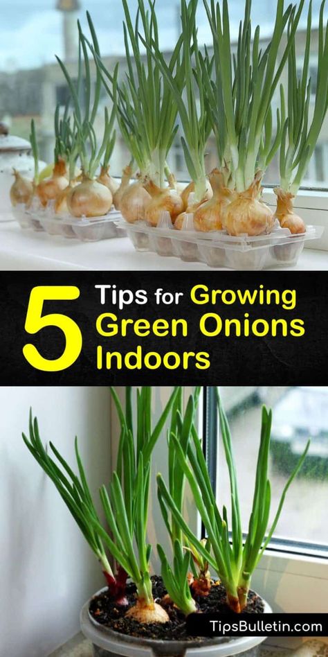 Indoor Green Onion Growing - Quick Tricks for Caring for Green Onions How To Grow Onions Indoors, Regrow Green Onions In Water, Growing Green Onions Indoors, How To Grow Green Onions Indoors, Grow Green Onions From Scraps, How To Grow Green Onions, Planting Green Onions, Store Green Onions, Growing Shallots