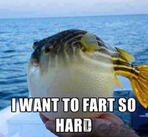 That bloated feeling, lollll. Ducato Camper, Sneak Attack, She Wolf, Funny Captions, Fishing Humor, Picture Captions, Pics Art, Funny Animal Pictures, Elton John