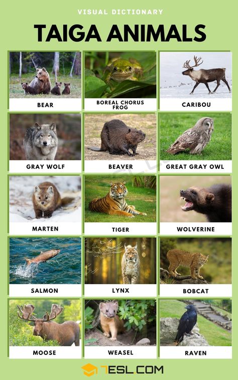 Taiga Animals Japanese Wildlife, Taiga Biome, Asian Black Bear, Kids Facts, Crab Species, Animals List, Giant Salamander, Cool Animals, Japanese Animals