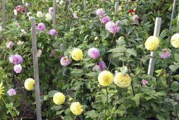 How To Stake Dahlias, Staking Dahlias, Growing Dahlias From Tubers, How To Divide Dahlia Tubers, Digging Up Dahlia Tubers, When To Dig Up Dahlia Bulbs, Dahlia Care, Growing Cut Flowers, Hardy Geranium