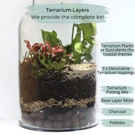 Terrarium Layers, Terrarium Craft, Coastal Diy, Build A Terrarium, Terrarium Gifts, Diy Terrarium Kit, Terrarium Kit, Open Terrariums, Gift For Plant Lover