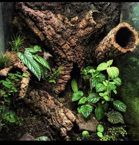 Bioactive Snake Tank, Emerald Tree Skink Enclosure, Bioactive Reptile Enclosure, Isopod Terrarium Ideas, Arboreal Tarantula Enclosure, Diy Terrarium Reptile, Bioactive Crested Gecko Terrarium, Scorpion Enclosure, Skink Enclosure