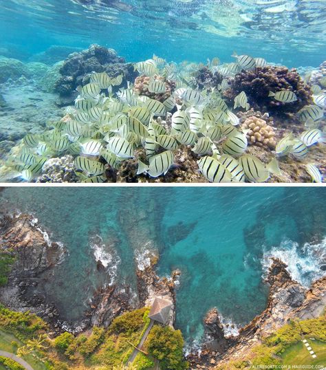 Top 10 Snorkeling Spots In Maui - Turtle Town, Molokini, Mala & more Maui Snorkeling, Marine Plants, Trip To Maui, Cliff Diving, Best Snorkeling, Reef Shark, Arabian Sea, Snorkeling Gear, Marine Conservation