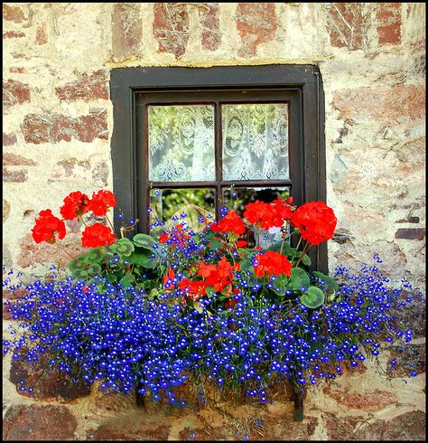 From Birds & Blooms reader Jane Bullard Horn: "Red geraniums with blue Lobelia flowing all around,beautiful together." (Photo by Goby 1 via Flickr) Summer Window, Window Box Flowers, Red Geraniums, Flower Window, Window Planter Boxes, Garden Windows, Window Boxes, Window Box, Flower Boxes