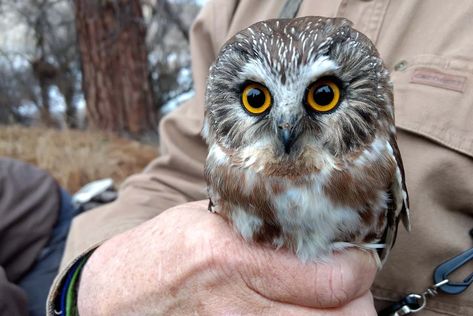 Northern Saw Whet Owl, Owl Feather Tattoos, Beautiful Owls, Holding Pen, Saw Whet Owl, Owl Stickers, Owls Drawing, Eyes Black, Owl Pictures