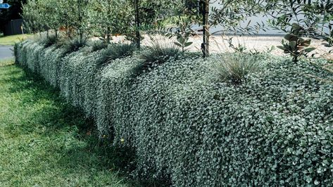 How to Plant, Grow, and Care for 'Silver Falls' Dichondra Silver Dichondra Ground Cover, Silver Dichondra, Silver Falls Plant, Dichondra Silver Falls, Silver Falls Dichondra, Garden Fences, Garden Walls, Silver Falls, Front Landscaping