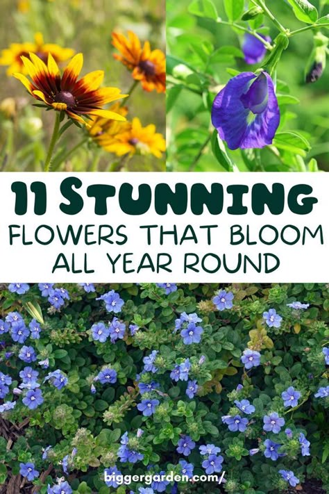 Keep your garden lively and colorful throughout the year with these 11 plants that never stop flowering. Explore the list and see how easy it is to maintain continuous blooms. Click to read the full article and follow us for more expert gardening advice. Plants That Come Back Every Year, Year Round Flowers, Flower Garden Layouts, Round Flowers, Flower Garden Plans, Vegetable Garden Diy, Backyard Flowers, Outdoor Flowers, Gardening Advice