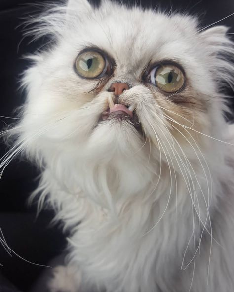 Wilfred Warror - famous cat and youtuber / ig:wilfredwarrior / chinchilla persian cats / cats with underbites / grumpy cats / unusual looking cats / internet famous cats / funny looking cats / weird looking cats / cute cats / odd looking cats / strange looking cats / odd looking cats Cats Weird, Funny Looking Animals, Weird Looking Animals, Creepy Cats, Chinchilla Persian, Grumpy Cats, Internet Cats, Famous Cats, Funny Looking Cats