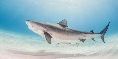 shark - Google Search Shark Header, Atlantic Bluefin Tuna, Basking Shark, Header Tumblr, Giant Fish, Tiger Shark, Shark Fin, Cute Shark, White Sharks