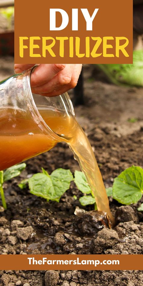 a mans hand pouring homemade fertilizer on his garden plants with words written that read diy fertilizer the farmers lamp dot com Diy Nitrogen Fertilizer, Diy Fertilizer For Vegetable Garden, Natural Fertilizer For Garden, Garden Fertilizers, Home Made Fertilizer, Bee Yard, Diy Fertilizer, Raised Garden Beds Diy Vegetables, Frugal Gardening