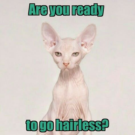 Go hairless with Laser Hair Removal!   www.creativeimagelasersolutions.com Laser Hair Removal Funny, Natural Hair Removal Remedies, Electrolysis Hair Removal, Waxing Tips, Sugaring Hair Removal, Scar Removal Cream, Underarm Hair Removal, Makeup Hacks Beauty Secrets, Ipl Hair Removal