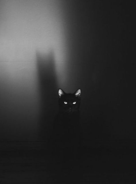 Black Cat Energy, Cat Energy, Cat Shadow, Black Cat Aesthetic, Cat Background, Lots Of Cats, Black Cat Art, Cat Black, A Black Cat