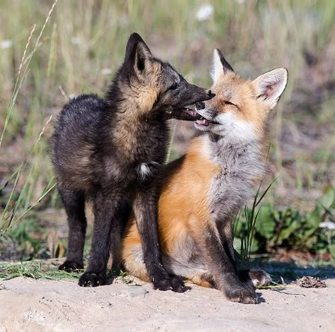 Fox And Cat, Two Foxes, Fox Pictures, Fox Spirit, Pet Fox, Wild Dogs, Silly Animals, Cute Fox, Animal Companions