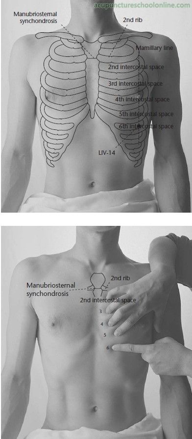 Medicine Notes, Medicine Studies, Basic Anatomy And Physiology, Medical Student Study, Human Body Anatomy, Medicine Student, Medical School Inspiration, Medical School Studying, Muscle Anatomy