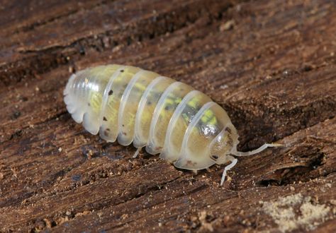 Bug Pins, Reptile Store, Pill Bugs, Pretty Bugs, Cricket Insect, Potato Bugs, Gargoyle Gecko, Pill Bug, Animal Lessons