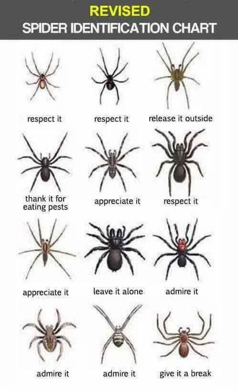 Now this is an identification chart I can get behind! #tarantula #spider #tarantulasofinstagram #thespinnerette #tarantulaheaven #arachnid Spider Identification Chart, Spider Chart, Spider Identification, Bug Identification, Types Of Spiders, Pet Spider, Natural Ecosystem, Arachnids, Bugs And Insects