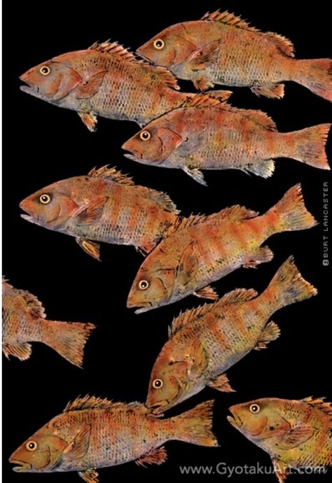 Fish Mangrove Snapper, Fish Project, 2024 Banner, Fish Images, Collagraphy, Burt Lancaster, Fish Designs, Sea Style, Nautical Crafts