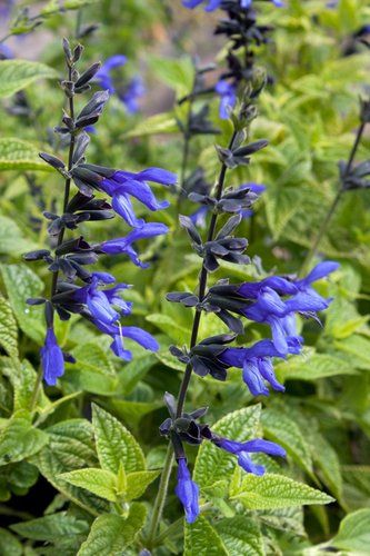 Salvia coerulea 'Black and Blue' | Salvia guaranitica 'Black and Blue' | Black & Blue Salvia | Black and Blue Anise Sage Salvia Garden, Blue Salvia, Georgia Garden, Houston Garden, Salvia Plants, Sage Plant, Goth Garden, Forest Witch, Blue Plants