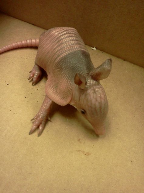 Baby armadillos have soft shells, like human fingernails. They get harder as the animal grows, depositing bone under the skin to make a solid shell. The process of laying down bone is known as “ossification”. Baby Armadillo, Adorable Baby Animals, Animals Funny, Pet Hacks, Cute Creatures, Adorable Baby, Animal Photo, Nature Animals, Animals Friends